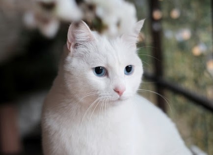 白貓