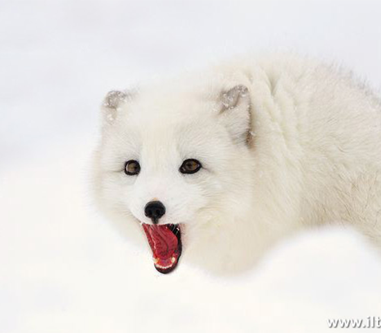 漂亮的北極狐