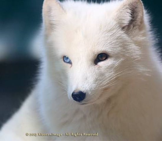 漂亮的北極狐
