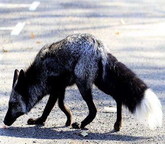 黑狐過馬路