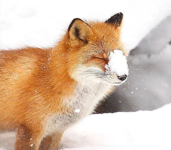 赤狐玩雪