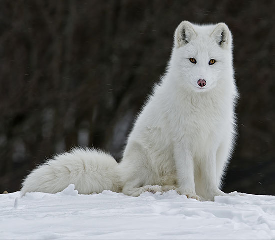 可愛的北極狐