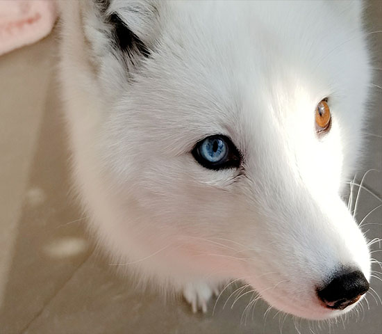 異色瞳北極狐
