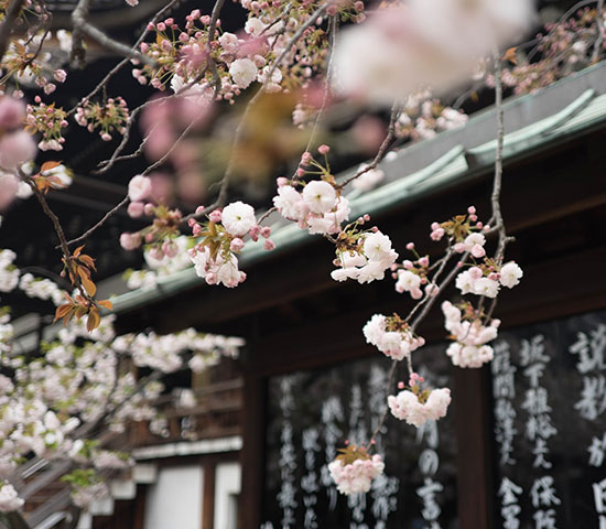 大阪櫻花